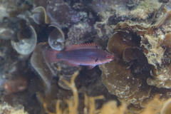 Cirrhilabrus punctatus