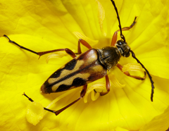 Typocerus octonotatus