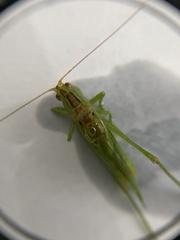 Orchelimum gladiator