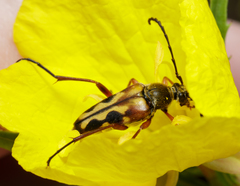 Typocerus octonotatus