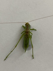 Orchelimum gladiator