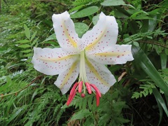Lilium auratum