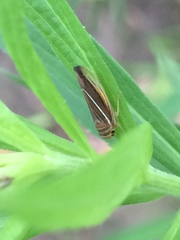 Idiodonus kennicotti