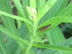 Idiodonus kennicotti