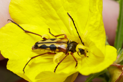 Typocerus octonotatus