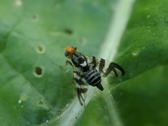 Rhagoletis striatella