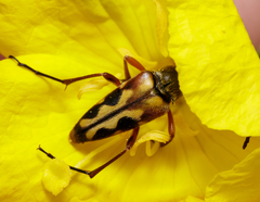 Typocerus octonotatus