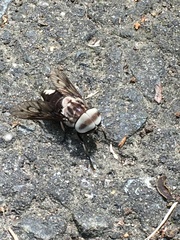 Tabanus trimaculatus