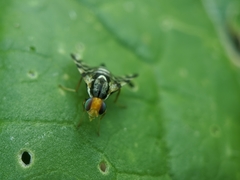 Rhagoletis striatella