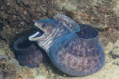 Gymnothorax pseudothyrsoideus