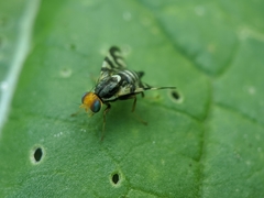 Rhagoletis striatella
