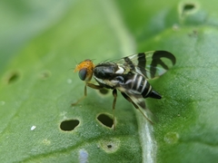 Rhagoletis striatella