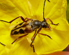 Typocerus octonotatus