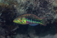 Halichoeres nebulosus