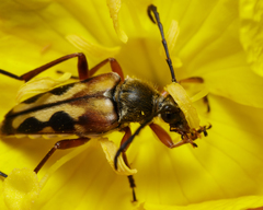 Typocerus octonotatus