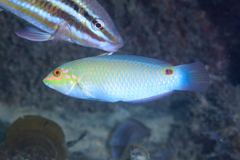 Three-Spot Wrasse photo 5