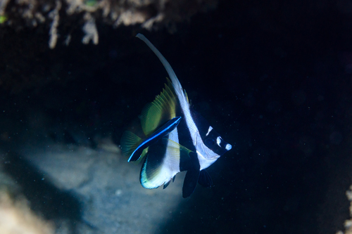 Masked bannerfish (Heniochus monoceros) — Chaetodontidae — 5