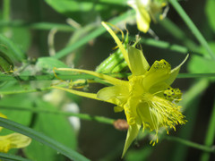 Aquilegia chrysantha