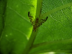 Strauzia longipennis