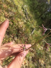Fritillaria brandegeei