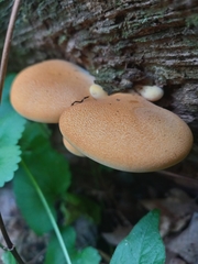 Buglossoporus quercinus