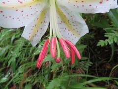 Lilium auratum