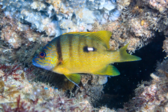 Lutjanus rivulatus