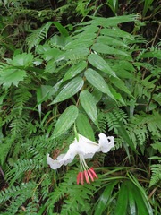 Lilium auratum