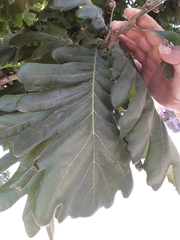 Quercus garryana