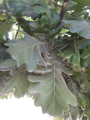 Quercus garryana