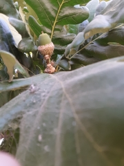 Quercus garryana