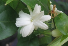 Jasminum sambac
