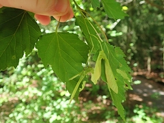 Acer tataricum