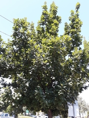 Quercus garryana