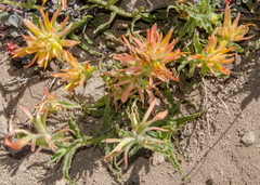 Castilleja arachnoidea