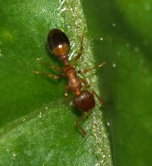 Temnothorax