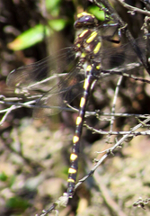 Cordulegaster dorsalis