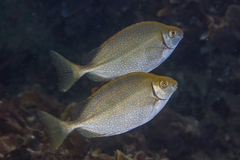 Mottled Spinefoot photo 5