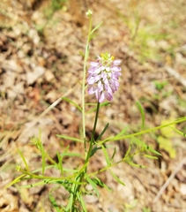 Polygala curtissii