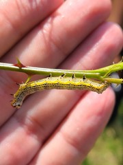Pyrrhia