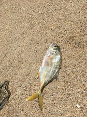 Caranx