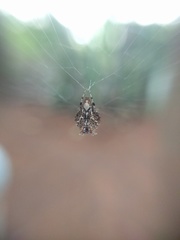 Micrathena horrida