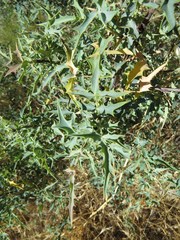 Berberis haematocarpa