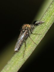 Ceratopogonidae
