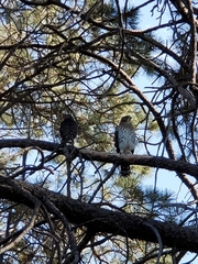 Accipiter cooperii