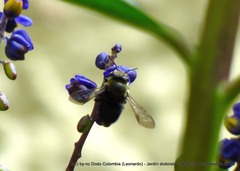 Megachile amparo