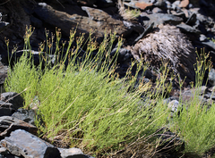 Cymopterus petraeus