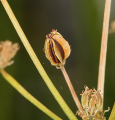 Cymopterus petraeus