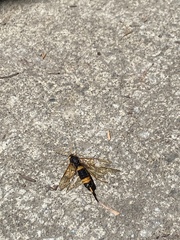 Urocerus flavicornis