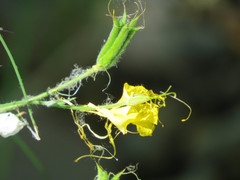 Aquilegia chrysantha